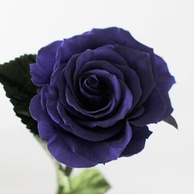 エレガント フラワーアレンジ 薔薇ネイビーベルベット ・クリーム