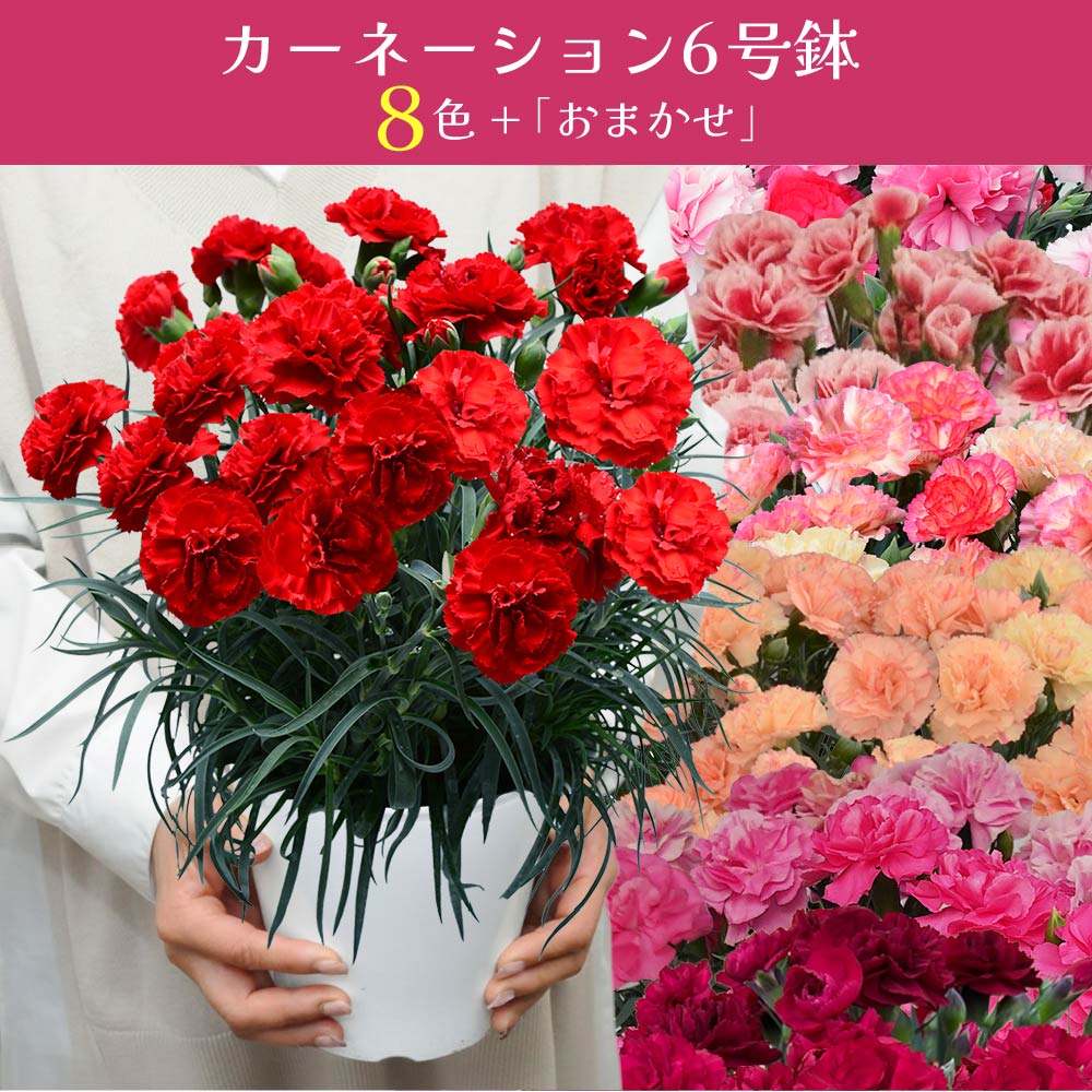 母の日 産地直送 大きなカーネーションの鉢花 6号鉢 母の日に贈る花 母