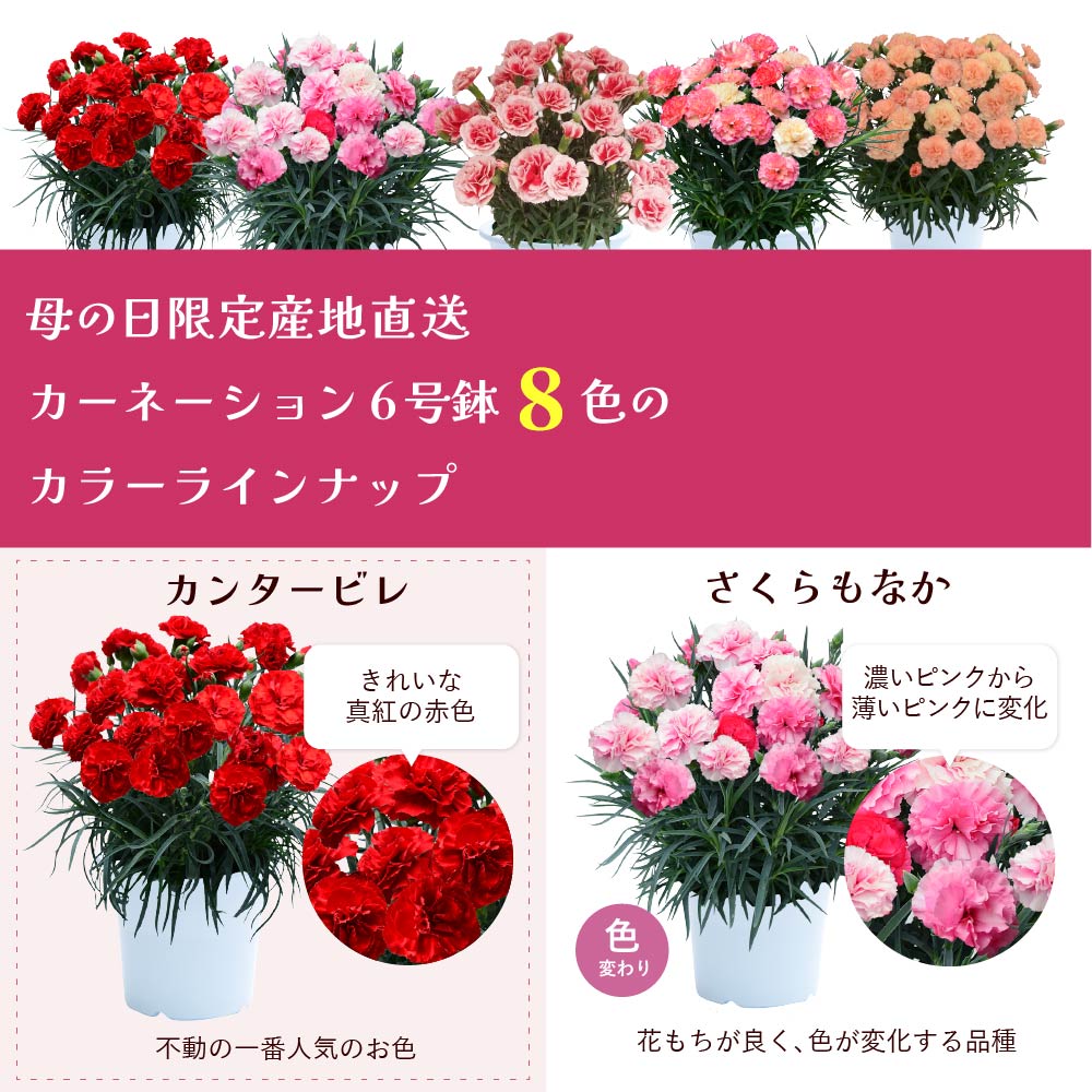 母の日 産地直送 大きなカーネーションの鉢花 6号鉢 母の日に贈る花 母