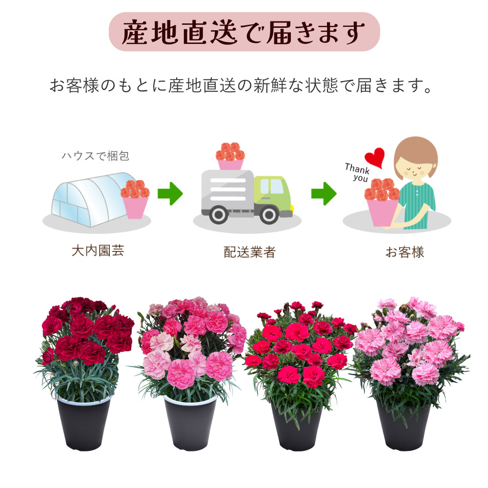 母の日 新色 産地直送 プレミアムカーネーションの鉢花 5号鉢 母の日に