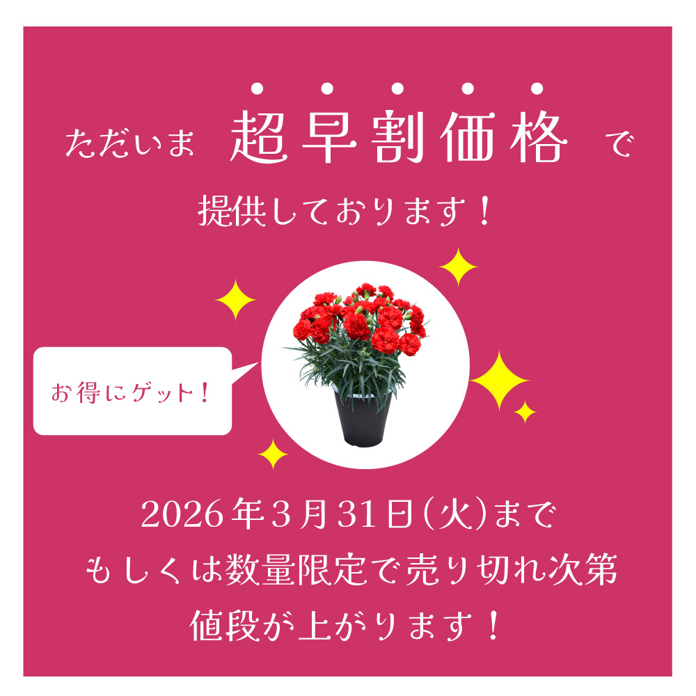 母の日 新色 産地直送 プレミアムカーネーションの鉢花 5号鉢 母の日に