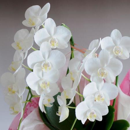 phal 胡蝶蘭　ミディ　2F phal 胡蝶蘭 ミディ 2F phal 胡蝶蘭 ミディ 2F phal 胡蝶蘭 ミディ 2F