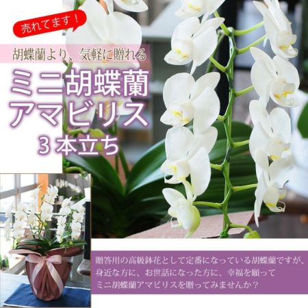 ミディ胡蝶蘭 アマビリス3本立ち 胡蝶蘭・ミディ胡蝶蘭