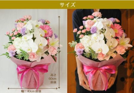 お祝い用 胡蝶蘭の洋風アレンジメント Lサイズ フラワー