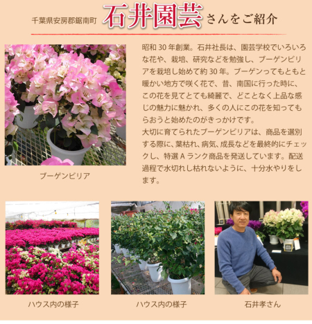 ブーゲンビレア　　開花中　3色セット 鉢ことゆうパックさん発送 ブーゲンビレア 3色セット 開花中 匿名鉢ことゆうパック発送
