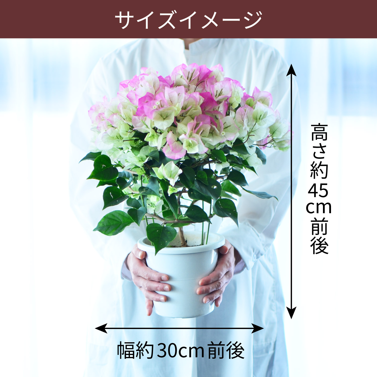 母の日 産地直送 ブーゲンビリア 5号鉢 (ホットピンク・ライトピンク