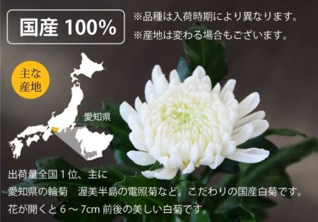 お彼岸・お盆のお墓参りに、法事法要や仏壇にお供えするお花として。国産の白い菊の花20本の切花