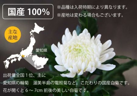 お彼岸・お盆のお墓参りに、法事法要や仏壇にお供えするお花として。国産の白い菊の花20本の切花