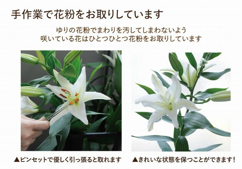 百合花様確認用 【公式通販】