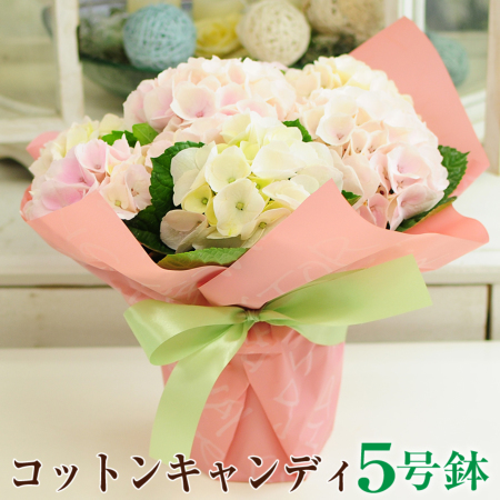あじさいの鉢植え コットンキャンディー 5号鉢 母の日に贈る花