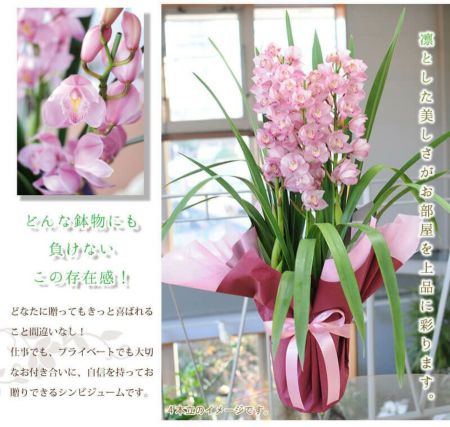 シンビジウム シンビジューム 3本立 ピンク系 鉢花・鉢植え・寄せ鉢 | エーデルワイス【花の贈り物】 フラワーギフト通販 花宅配 水戸市