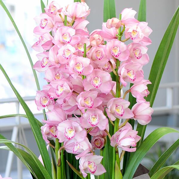 シンビジウム シンビジューム 4本立 ピンク系 鉢花・鉢植え