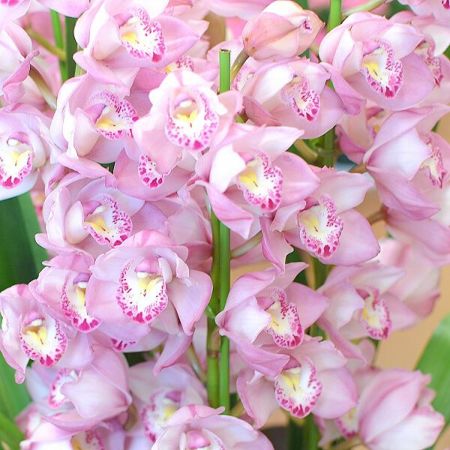 シンビジウム シンビジューム 4本立 ピンク系 鉢花・鉢植え