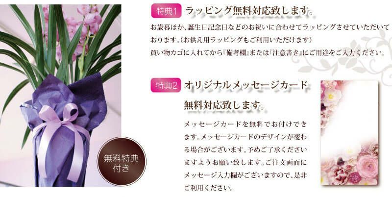 シンビジウム シンビジューム 4本立 ピンク系 鉢花・鉢植え・寄せ鉢