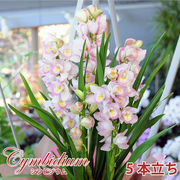 cynbidium5f-m-01-pl.jpg
