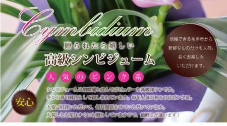 シンビジウム シンビジューム 5本立 ピンク系 鉢花・鉢植え