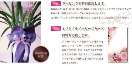 シンビジウム シンビジューム 5本立 ピンク系 鉢花・鉢植え・寄せ鉢