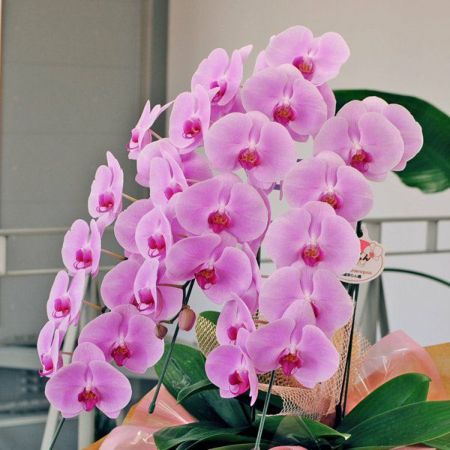 胡蝶蘭Ｍ　絞りピンク　３本立（高さ７０ｃｍ）この商品はオリジナルアレンジメントです。 胡蝶蘭 大輪 3本立ち 27輪以上つぼみ含む 画像送付あり