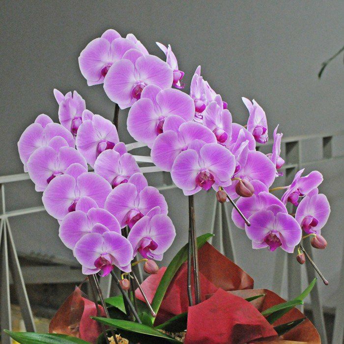 胡蝶蘭 3本立ち ピンク Lサイズ 胡蝶蘭・ミディ胡蝶蘭