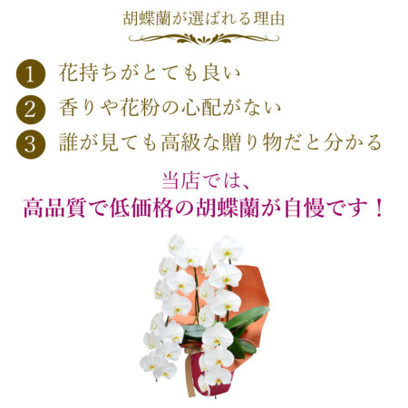 胡蝶蘭 2本立ち 大輪 胡蝶蘭・ミディ胡蝶蘭 | エーデルワイス【花の