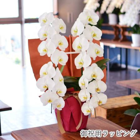 ちびゴリラ 　胡蝶蘭　ミディ胡蝶蘭　胡蝶蘭大輪　洋蘭　開花予定株 ちびゴリラ様専用 胡蝶蘭 ミディ胡蝶蘭 胡蝶蘭大輪 洋蘭 開花予定株