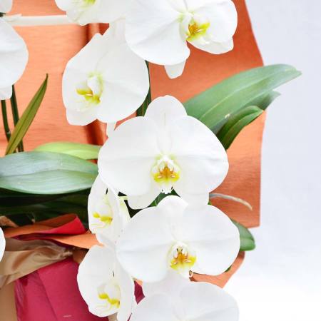 専用　大輪ホワイト胡蝶蘭2本立ち　クレイフラワー イイハナ】鉢植え「大輪胡蝶蘭2本立ち（白）」│花・フラワー