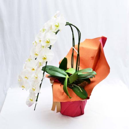 胡蝶蘭 2本立ち 大輪 胡蝶蘭・ミディ胡蝶蘭 | エーデルワイス