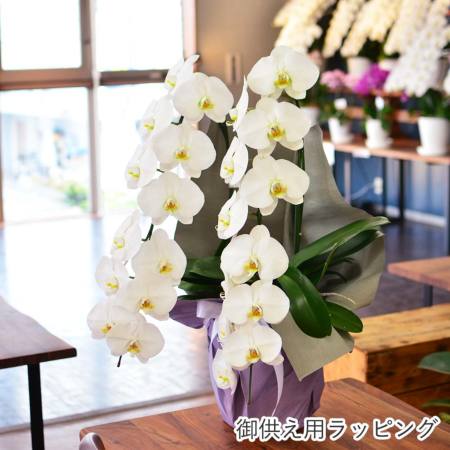 2日入荷分　ミディ胡蝶蘭⭐️希少⭐️ボルゲリ　一鉢3株　サンタローザ一鉢 ミディ胡蝶蘭 ミックス 3本立ち | 胡蝶蘭ならHitoHana(ひとはな)