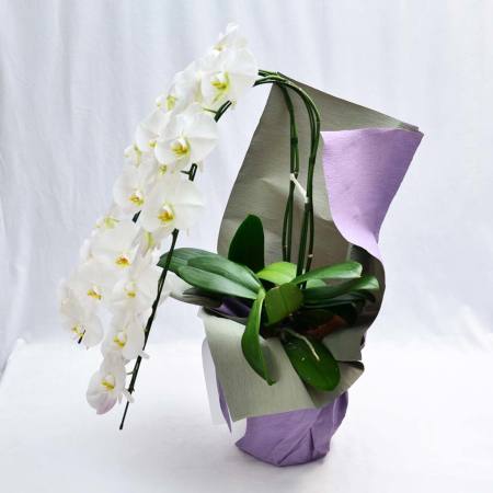 胡蝶蘭 2本立ち 大輪 胡蝶蘭・ミディ胡蝶蘭 | エーデルワイス【花の