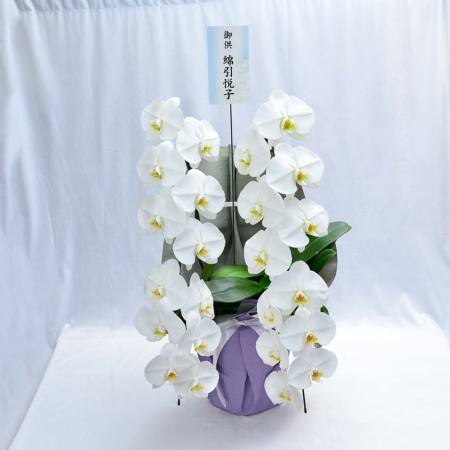 胡蝶蘭 2本立ち 大輪 胡蝶蘭・ミディ胡蝶蘭 | エーデルワイス