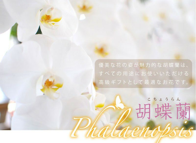 胡蝶蘭 3本立ち 白 Lサイズ 胡蝶蘭・ミディ胡蝶蘭