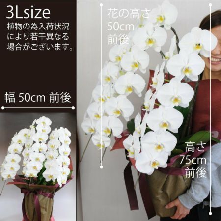 胡蝶蘭 3本立ち 白 3Lサイズ 胡蝶蘭・ミディ胡蝶蘭