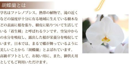 胡蝶蘭 3本立ち 白 3Lサイズ 胡蝶蘭・ミディ胡蝶蘭