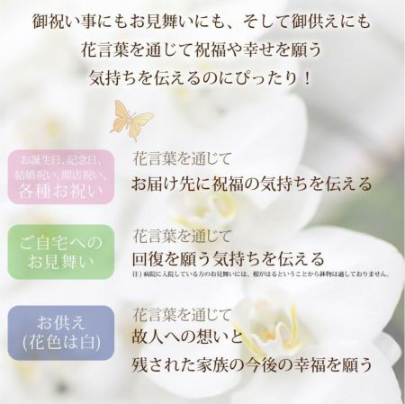 胡蝶蘭 3本立ち 白 3Lサイズ 胡蝶蘭・ミディ胡蝶蘭