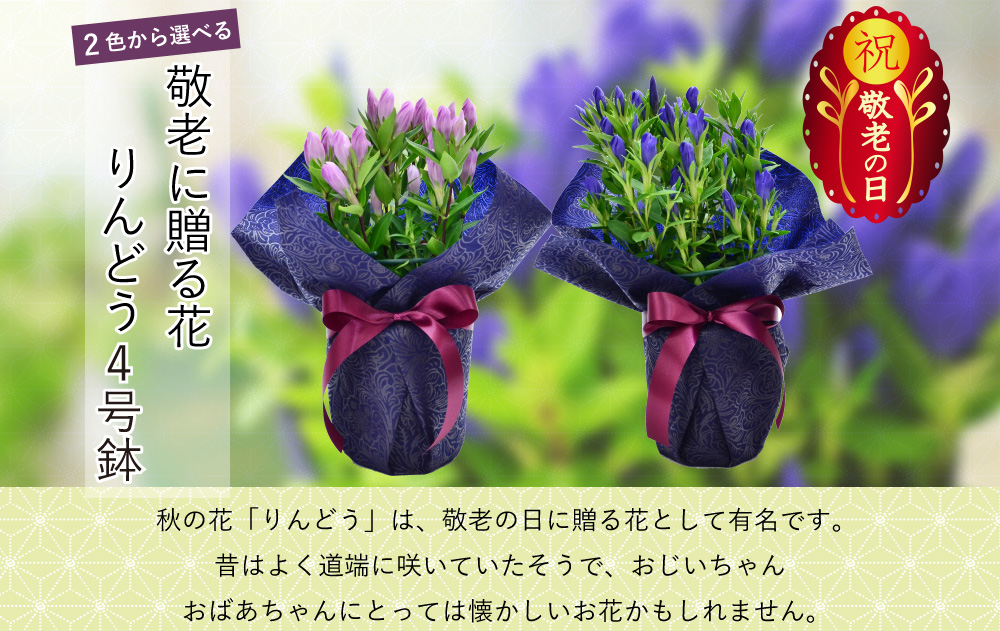 敬老の日 リンドウの鉢植え 4号鉢 りんどう 敬老の日に贈る花