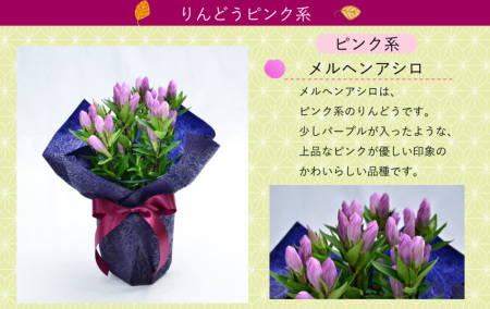 敬老の日 リンドウの鉢植え 4号鉢 りんどう 敬老の日に贈る花