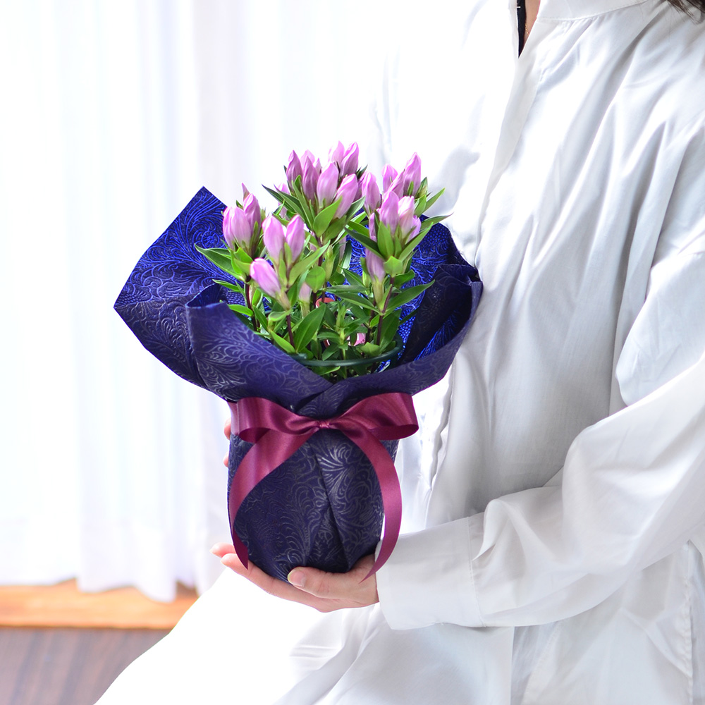 敬老の日 リンドウの鉢植え 4号鉢 りんどう 敬老の日に贈る花