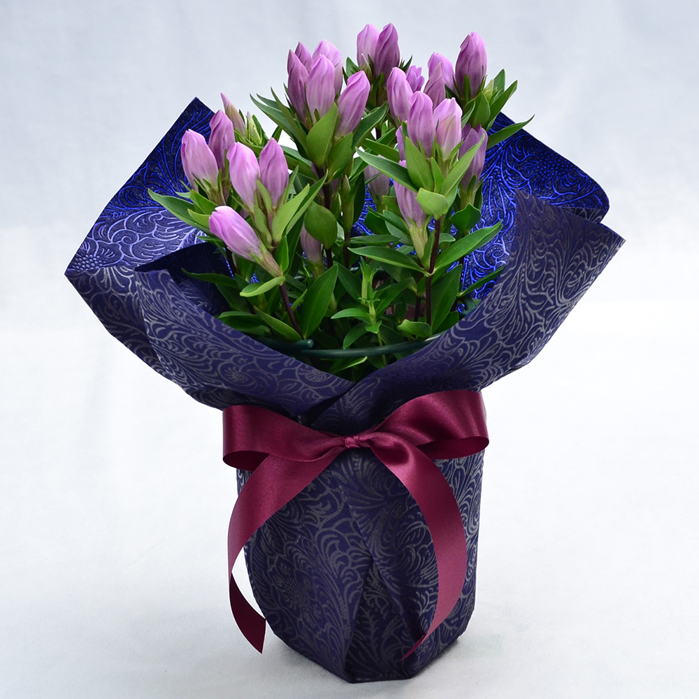 敬老の日 リンドウの鉢植え 4号鉢 りんどう 敬老の日に贈る花