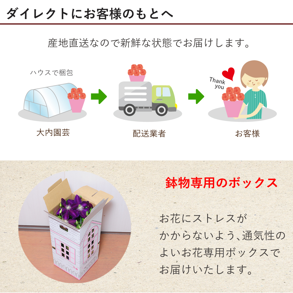 産地直送 クレマチス はやて5号鉢 母の日に贈る花 | エーデルワイス