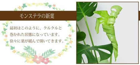 観葉植物 モンステラ 6号鉢 観葉植物 ハウスプランツ 観葉植物 モンステラ 6号鉢 観葉植物 ハウスプランツ