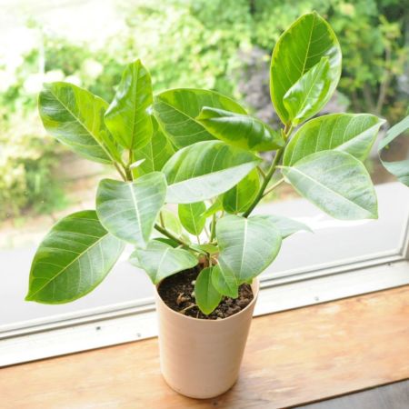 観葉植物 ゴムの木 フィカス アルテシマ 6号鉢 観葉植物 ハウスプランツ | エーデルワイス【花の贈り物】 フラワーギフト通販 花宅配 水戸市