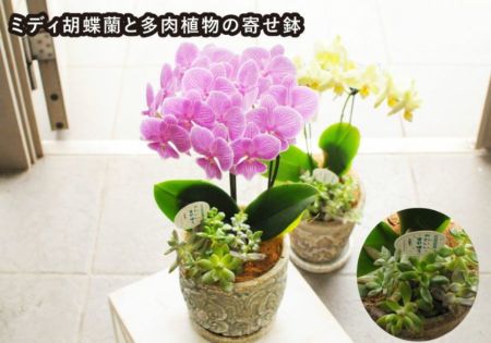 楽天市場】胡蝶蘭 7本立ち 3本立ち ピンク 白 鉢植え 光触媒