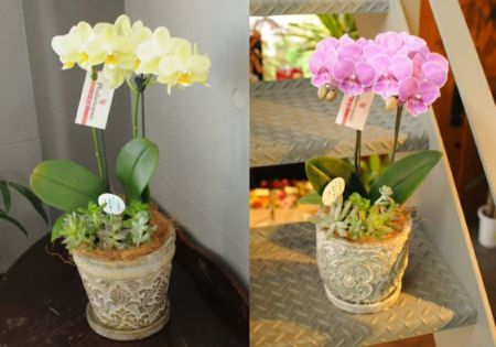 造花(アーティフィシャルフラワー)12立て胡蝶蘭寄せ植え鉢入り 造花(アーティフィシャルフラワー)12立て胡蝶蘭寄せ植え鉢入り