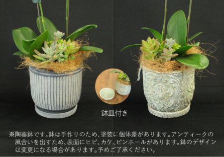 ミディ胡蝶蘭2本立と多肉植物の寄せ鉢 花の種類から探す