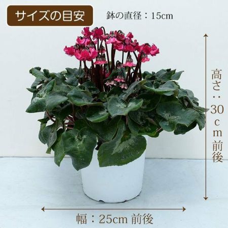 シクラメン5号バチ入り6号鉢15000円