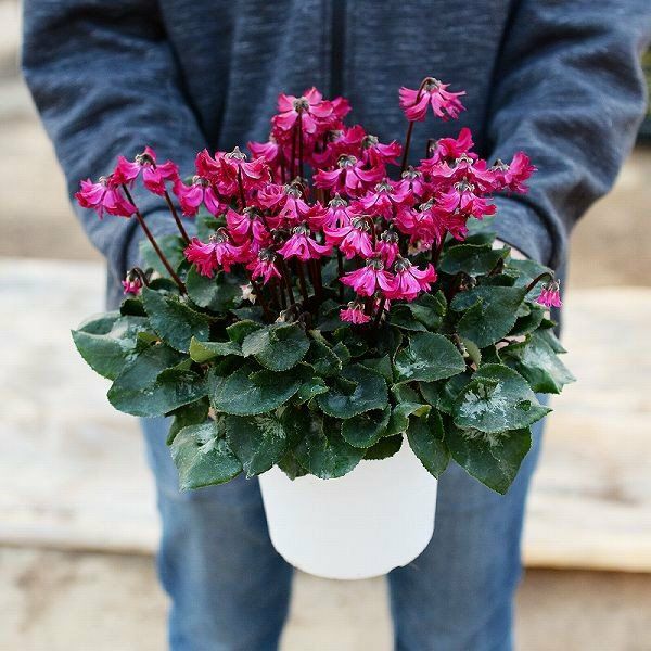 産地直送 シクラメン 天使のはね 5号鉢 新品種シクラメン 天使のはね