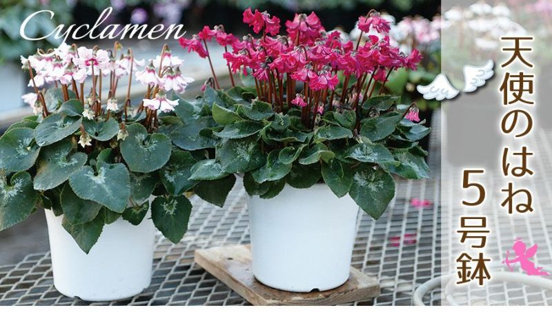産地直送 シクラメン 天使のはね 5号鉢 新品種シクラメン 天使のはね