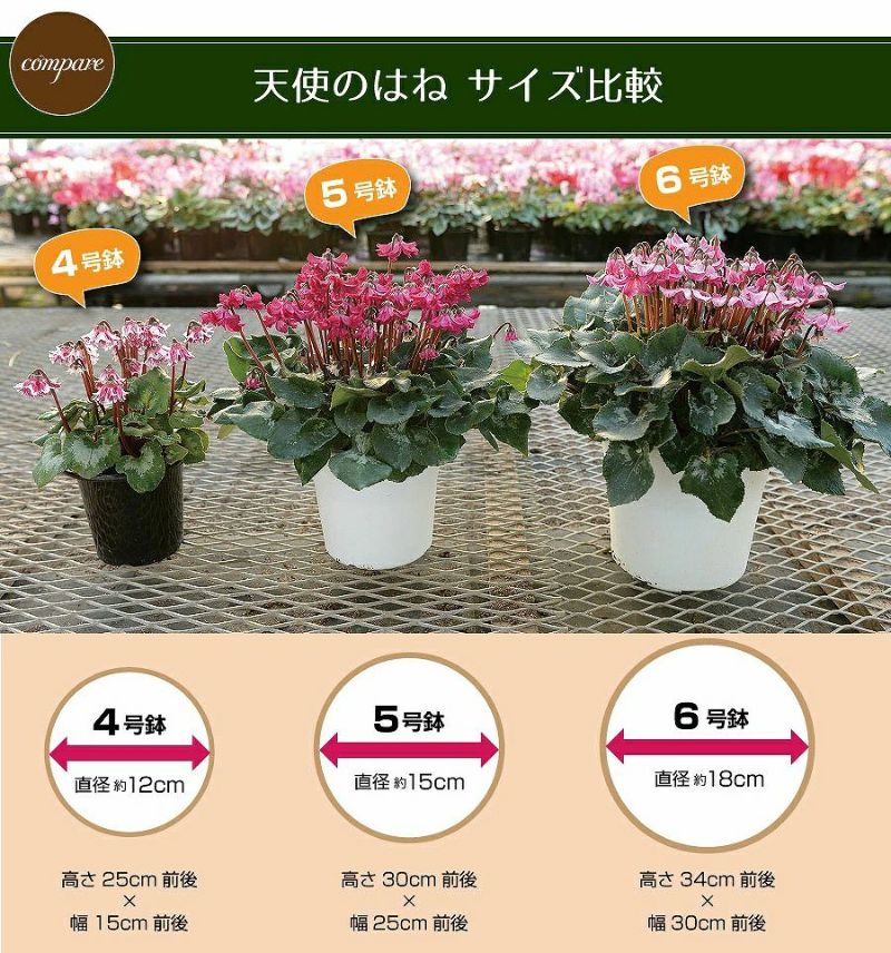 産地直送 シクラメン 天使のはね 5号鉢 新品種シクラメン 天使のはね