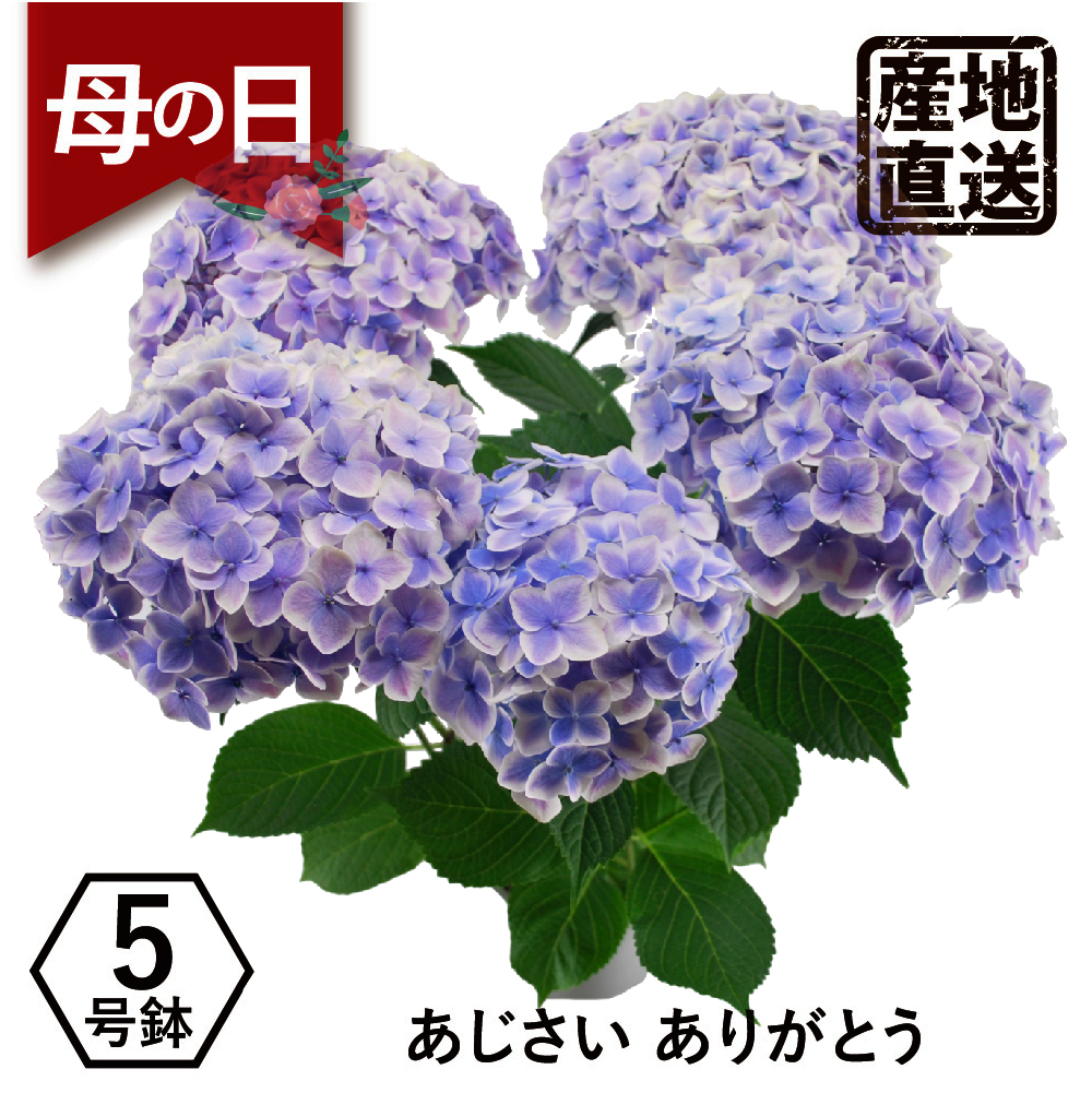 AWTC̔A 肪Ƃ5