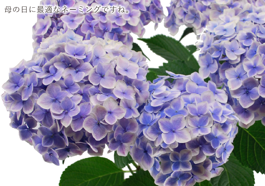 AWTC̔A 肪Ƃ5